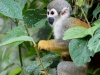 Squirrel monkey