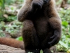 Wooley monkey Dorita