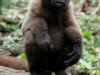 Wooley monkey Dorita