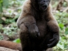 Wooley monkey Dorita