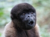 Wooley monkey Dorita