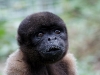 Wooley monkey Dorita