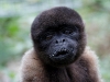 Wooley monkey Dorita