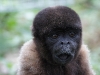 Wooley monkey Dorita
