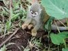 Squirrel monkey