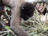 Wooley monkey
