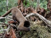 Wooley monkey