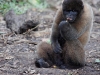 Wooley monkey Milton