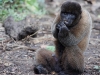 Wooley monkey Milton
