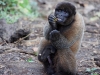 Wooley monkey Milton