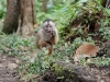 White capuchin Peter