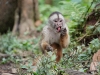 White capuchin Peter