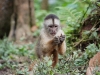 White capuchin Peter