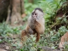 White capuchin Peter