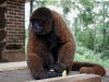 Wooley monkey Milton