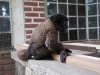 Wooley monkey Dorita