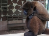 Wooley monkey Milton