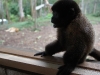 Wooley monkey Dorita