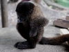 Wooley monkey Dorita