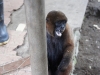 Wooley monkey Milton