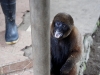 Wooley monkey Milton