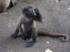 Wooley monkey Nais