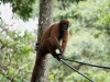 Wooley monkey Milton