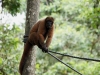 Wooley monkey Milton