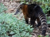 Coati