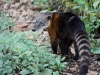 Coati