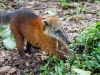 Coati