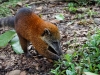 Coati
