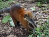 Coati