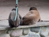 Wooley monkey Dorita & Milton