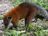 Coati