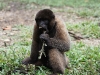 Wooley monkey Milton