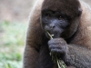 Wooley monkey Milton
