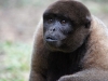 Wooley monkey Milton
