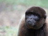 Wooley monkey Milton