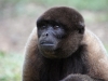 Wooley monkey Milton