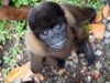 Wooley monkey Dorita