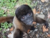 Wooley monkey Dorita