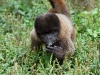 Wooley monkey Dorita