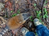 Coati