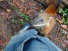 Coati