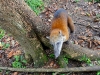 Coati