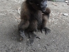 Wooley monkey Pinguino