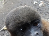 Wooley monkey Pinguino