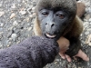 Wooley monkey Pinguino
