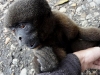 Wooley monkey Pinguino